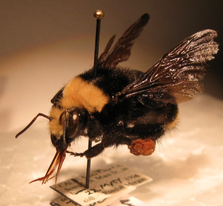 A closeup on one of Morgan's specimens